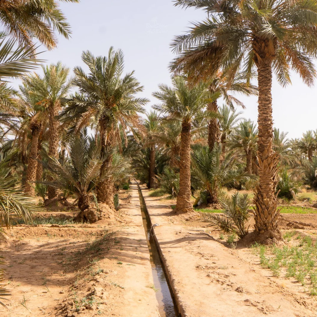 Visit to the Palm Grove of Merzouga