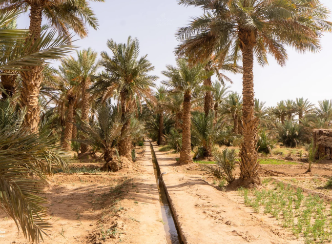 Visit to the Palm Grove of Merzouga