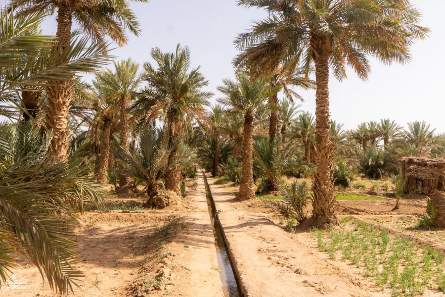 Visit to the Palm Grove of Merzouga