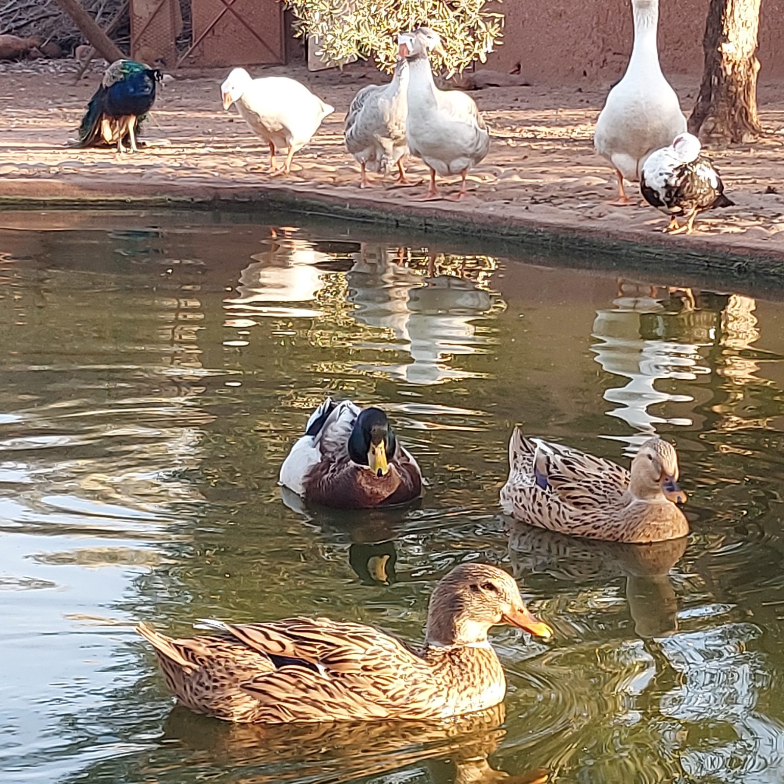 Birds