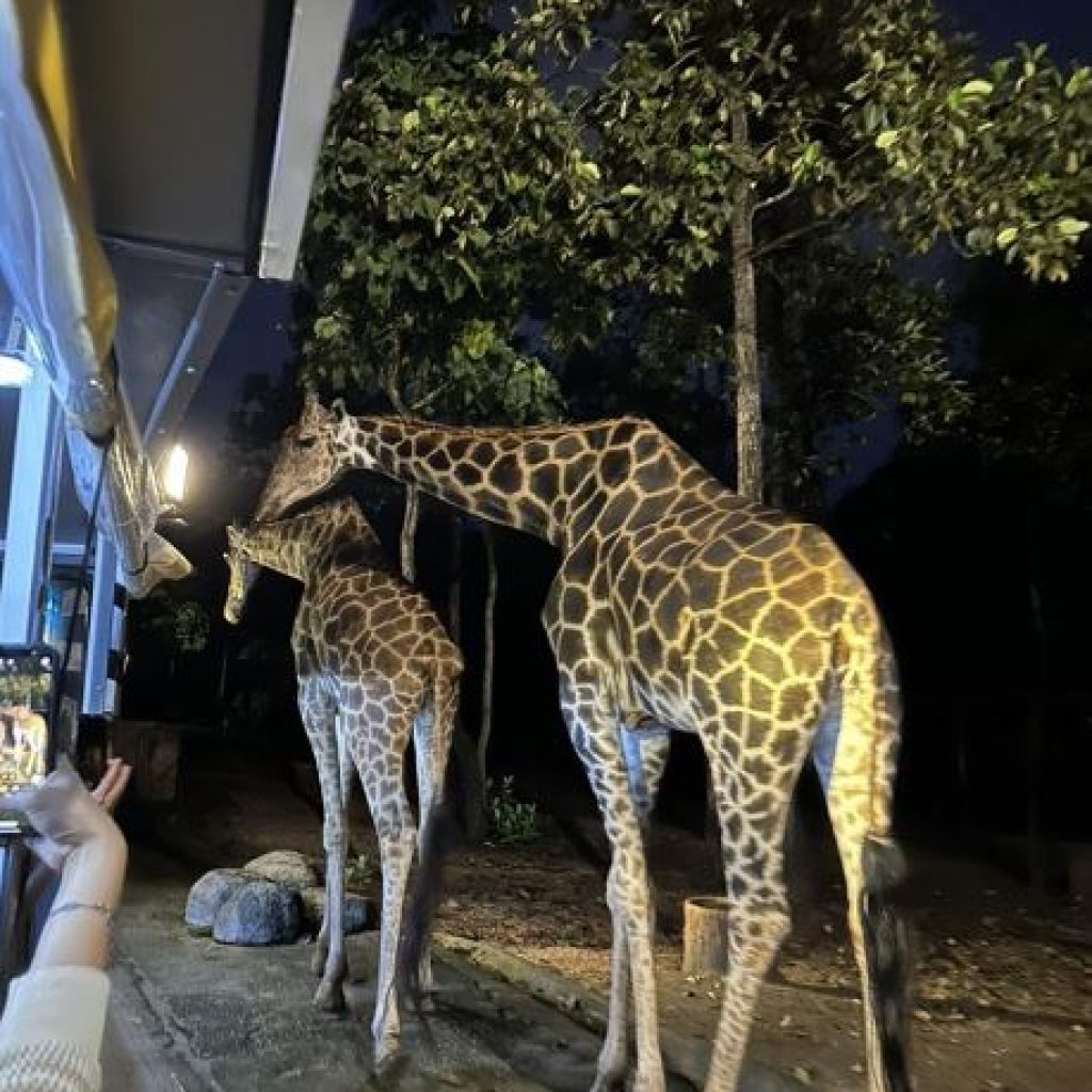 Chiang Mai Night Safari – Wildlife Adventure After Dark