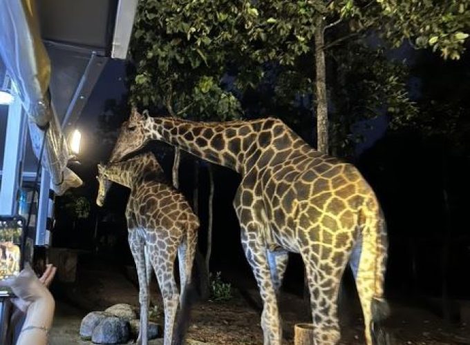 Chiang Mai Night Safari – Wildlife Adventure After Dark