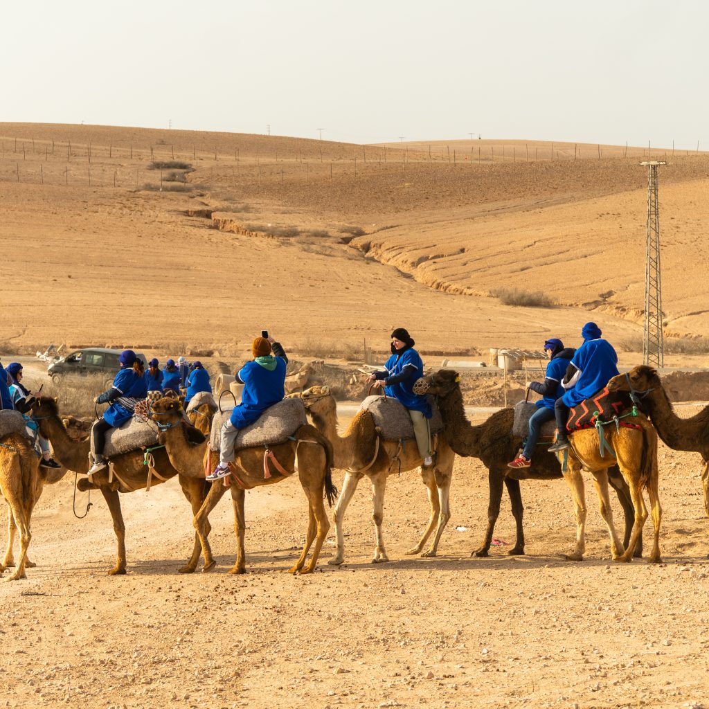 Camel ride in the Agafay Desert