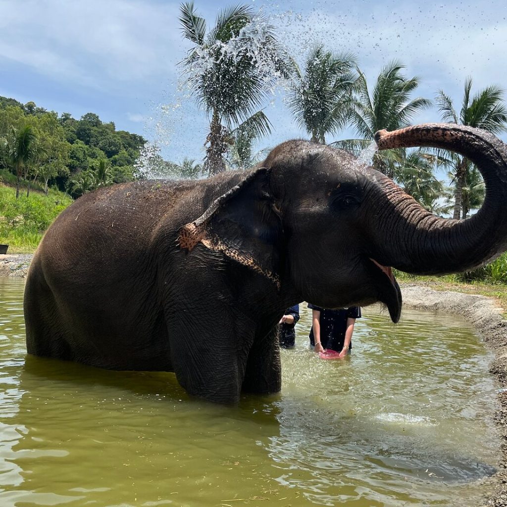 Hands-On Elephant Sanctuary Tour near Bangkok