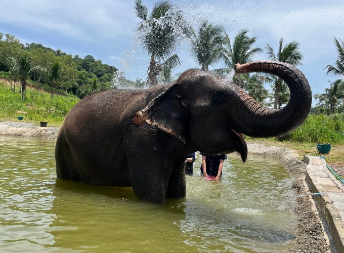 Hands-On Elephant Sanctuary Tour near Bangkok