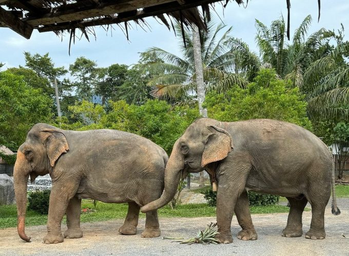 Half-Day Guided Elephant Tour at Ao Nang Elephant Sanctuary