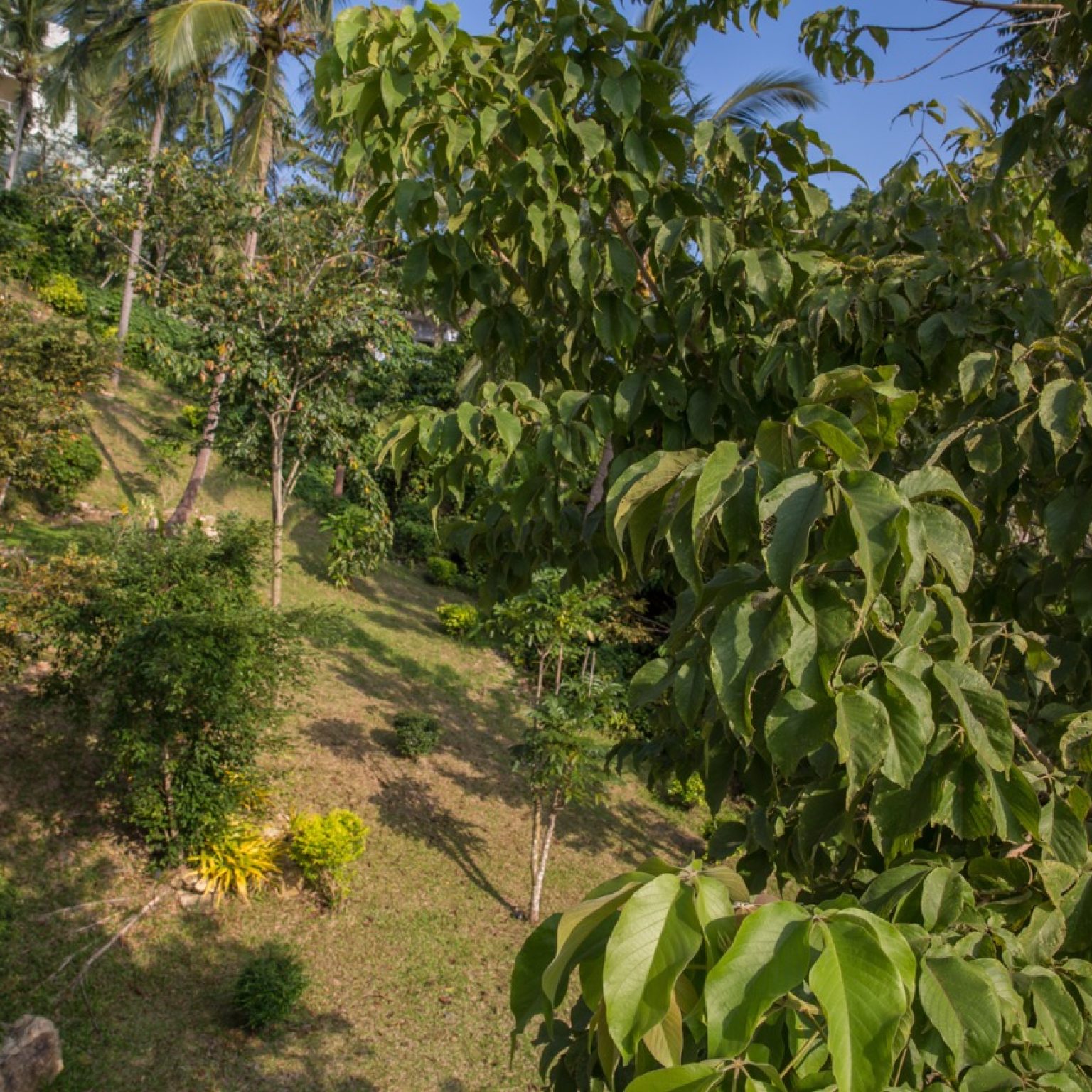 Lime V4-treehouse-gardens-9 – Grande