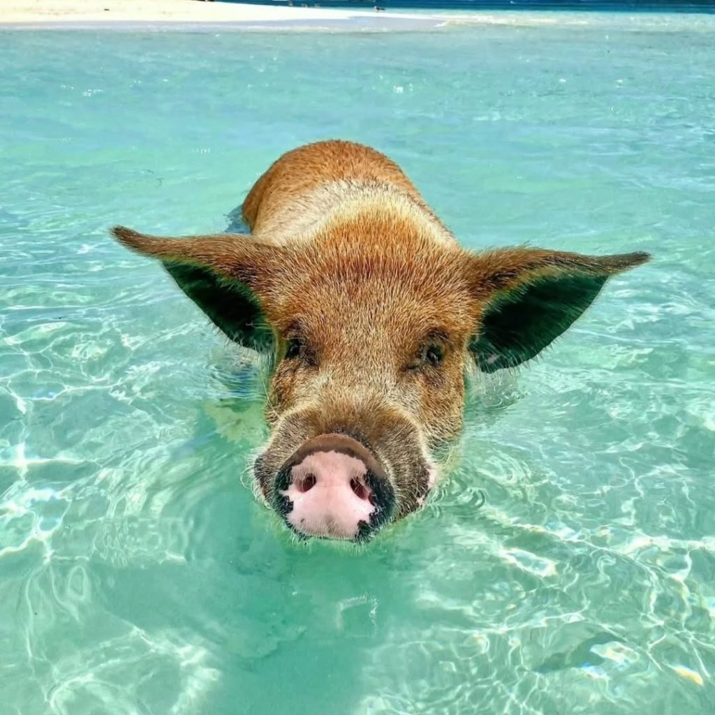 Pig Island Speedboat Tour with Snorkeling – Koh Samui