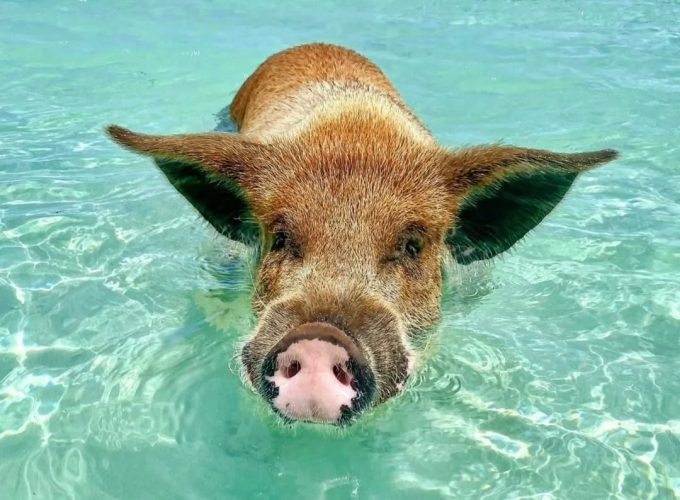 Pig Island Speedboat Tour with Snorkeling – Koh Samui