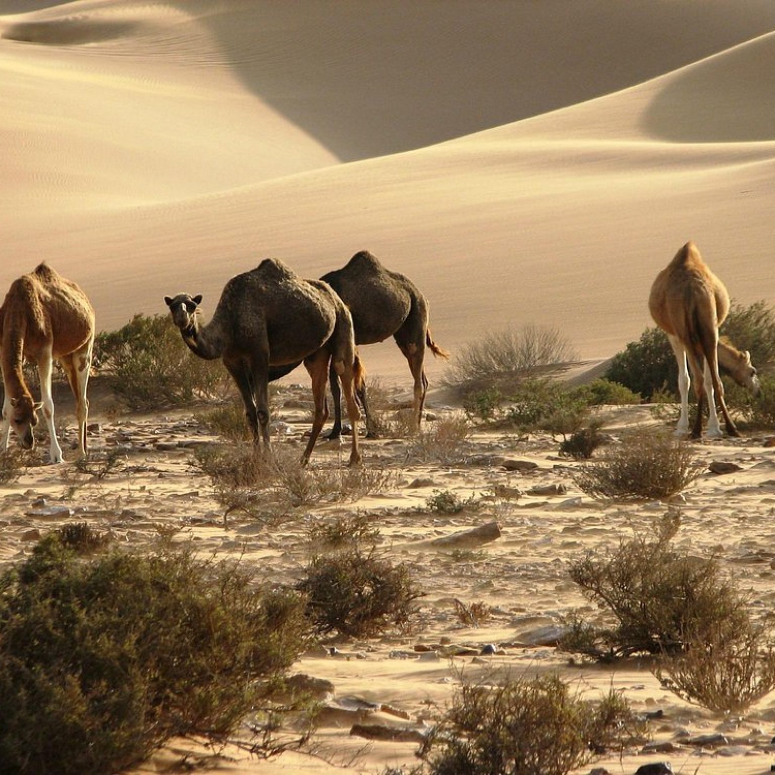 laayoune-off-road (1)