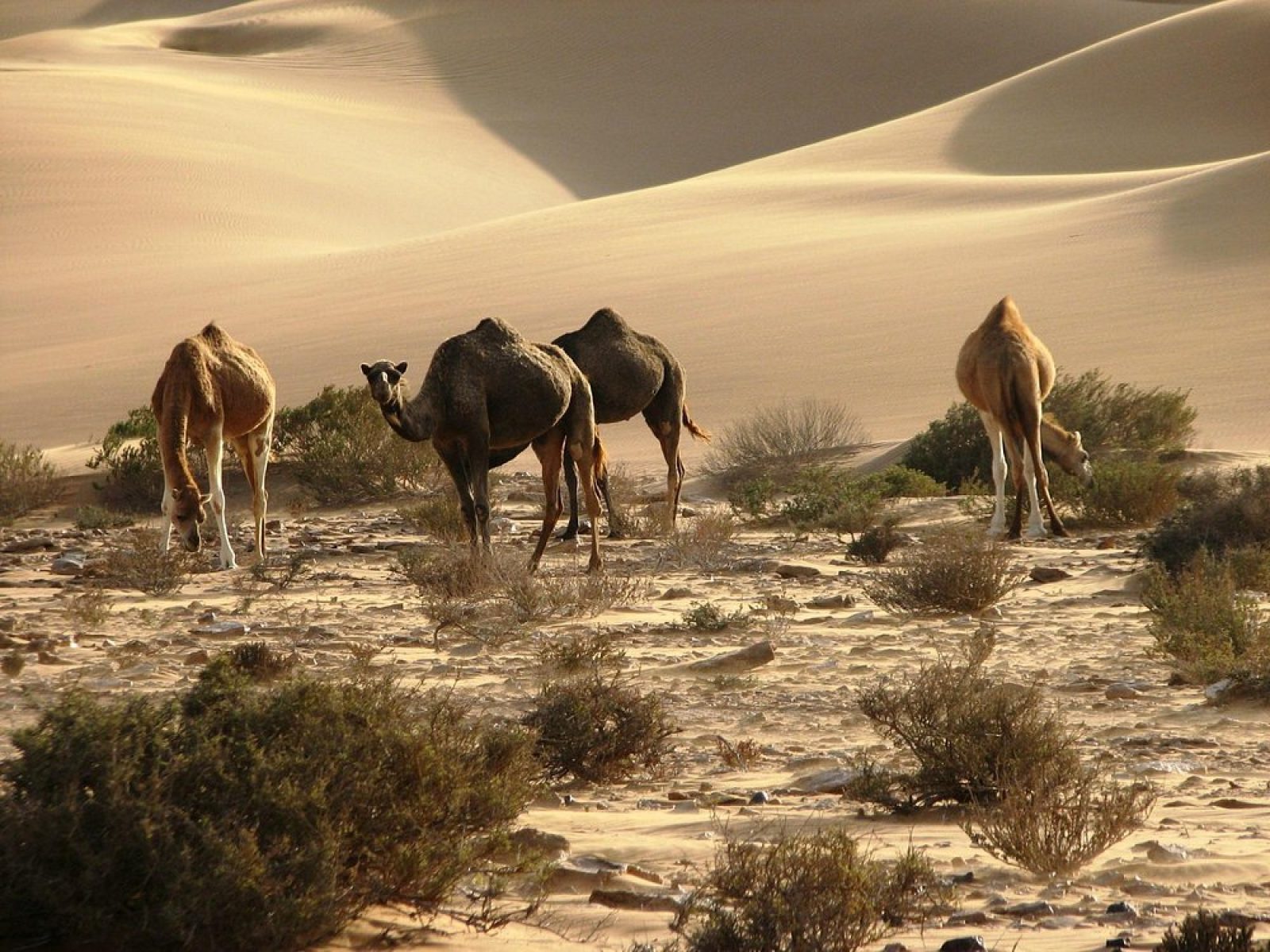 Dakhla & Agadir Trip from Marrakech | 5 Days 4 nights