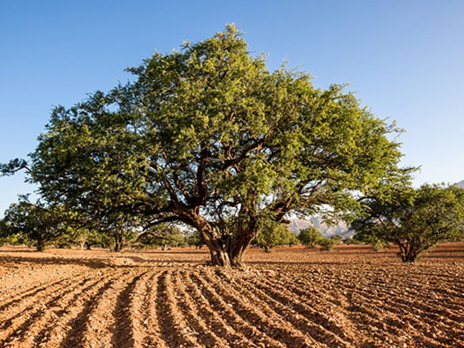 Essaouira & Agadir Trip from Marrakech | 4 Days 3 nights