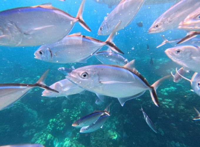 Isla Catalina: A Snorkeling Paradise and Lush Tropical Escape