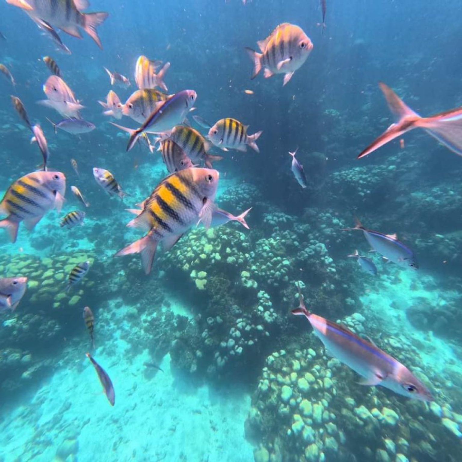 Isla-Catalina-4-1024×896